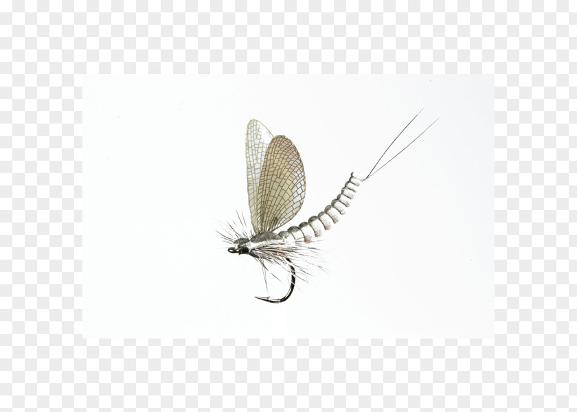 EA SPORT Mayfly J'son Insect Flight Fly Fishing PNG