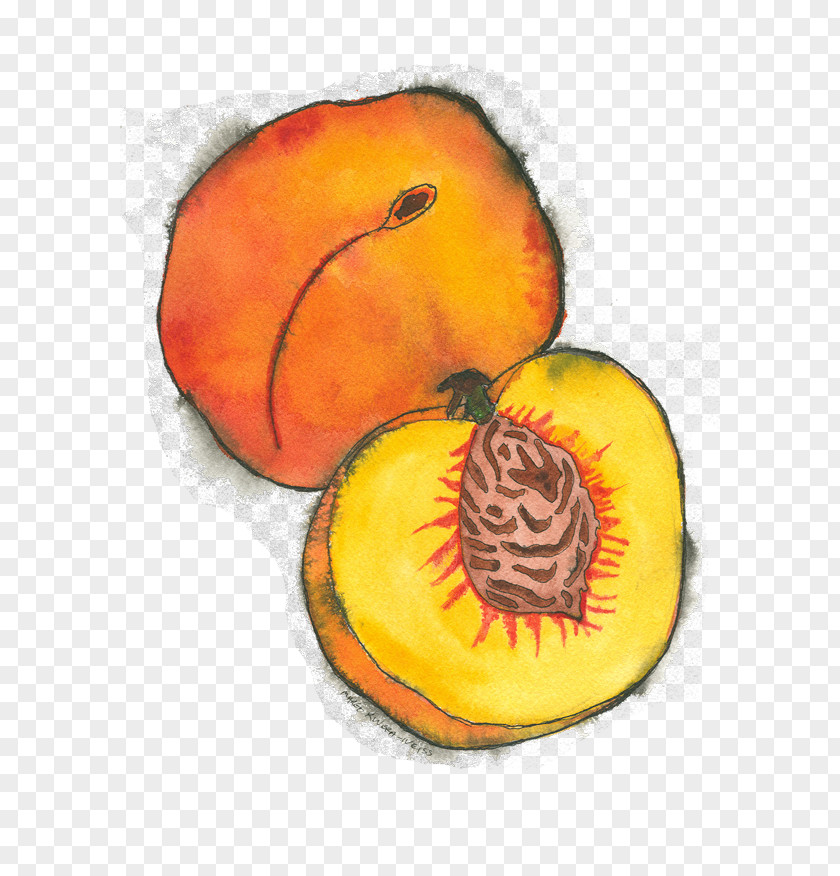 Peach Float Calabaza Winter Squash Vegetarian Cuisine Illustration PNG