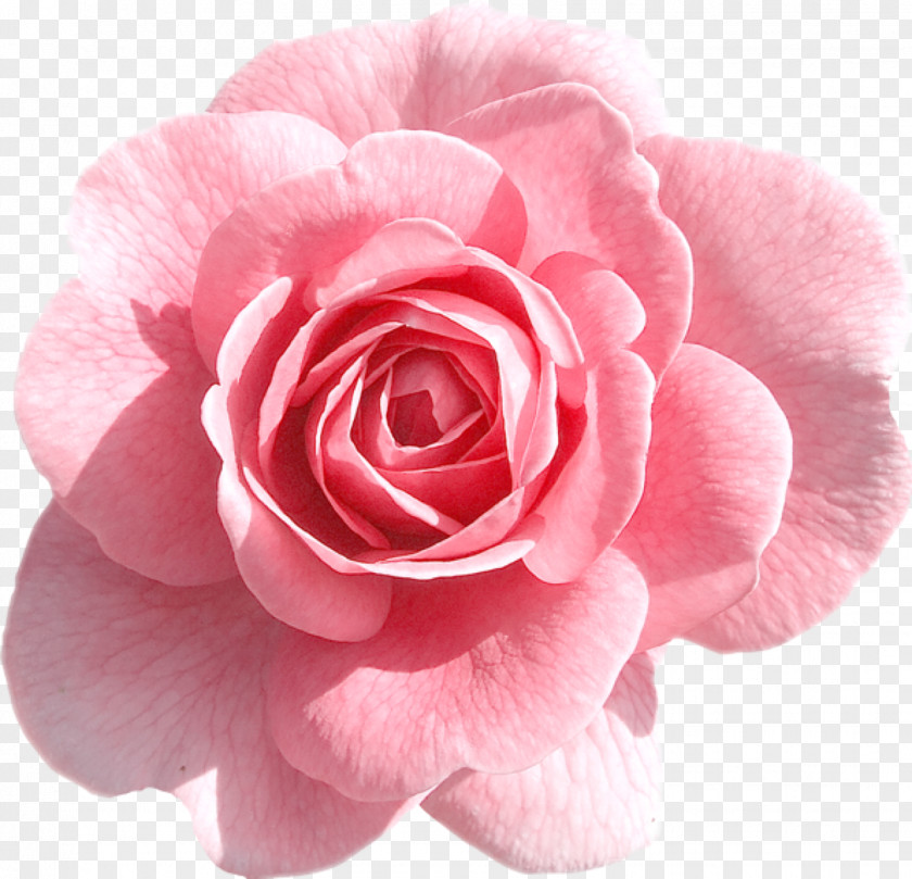 Rose Clip Art Image Pink Flowers PNG