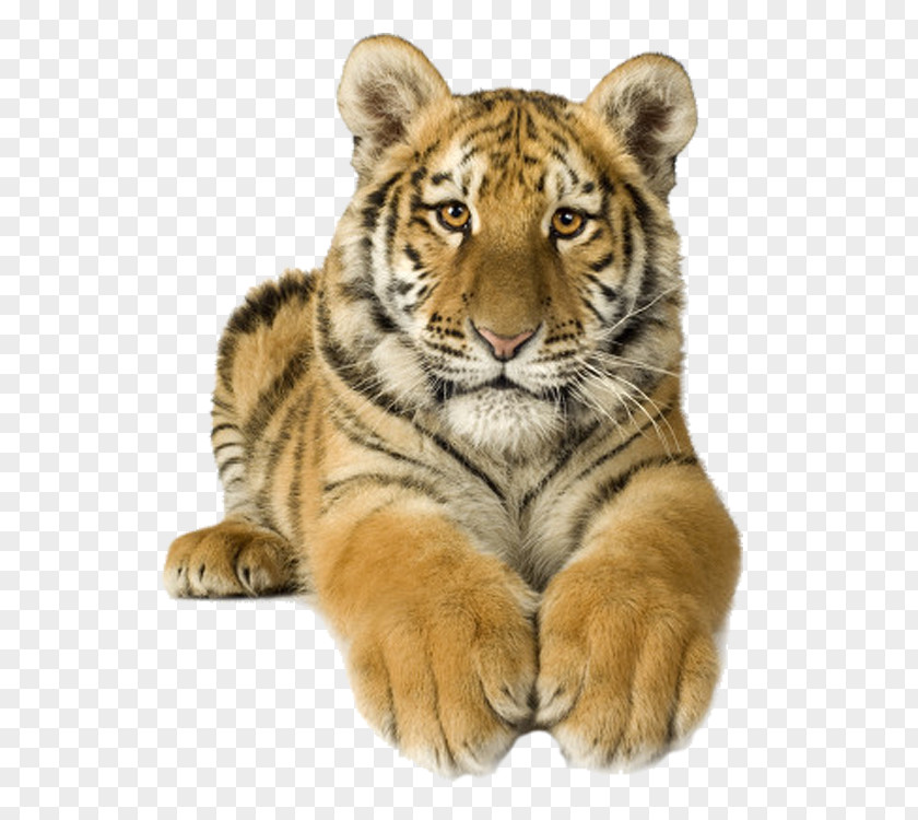 Tiger Creative Siberian Sumatran Bengal Stock Photography PNG