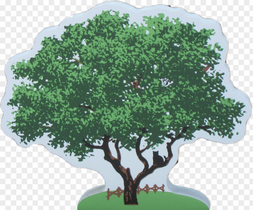Tree Oak Sageretia Theezans Shrub Cat PNG