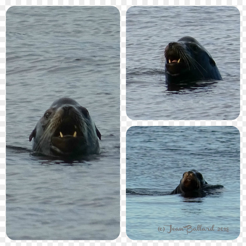 Walrus Fauna Snout PNG