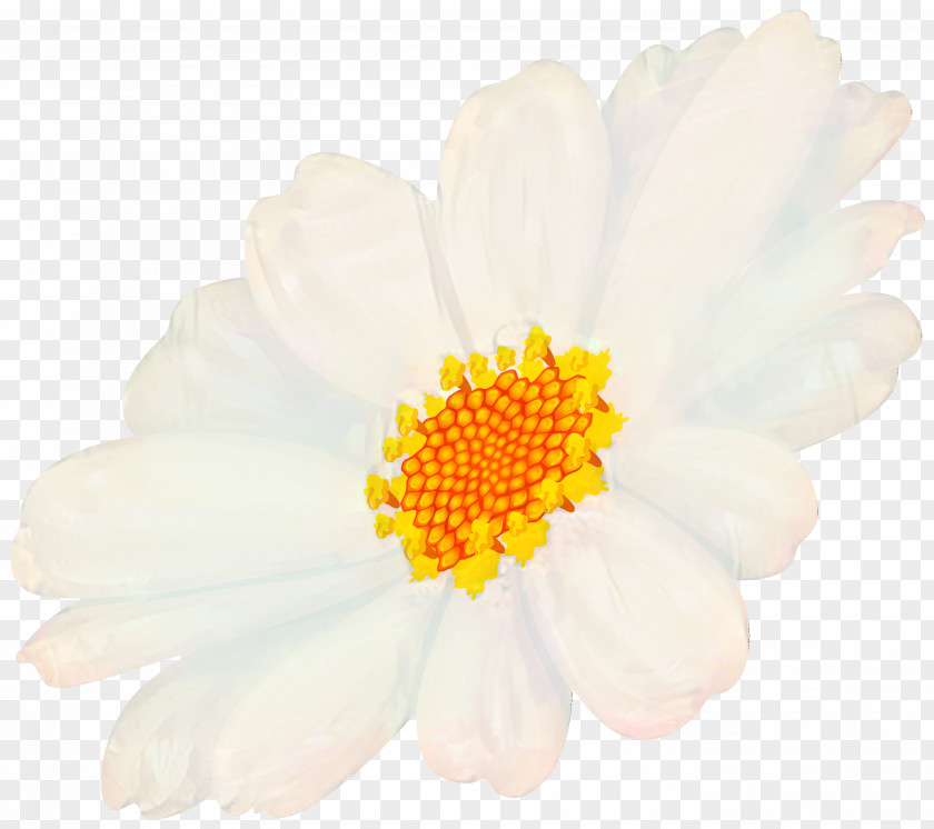 Chrysanthemum Oxeye Daisy Petal PNG