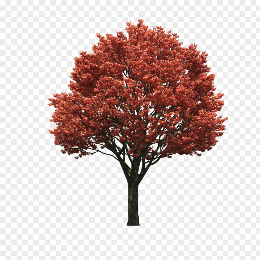 Flower Tree Red Maple Japanese Sugar Clip Art PNG