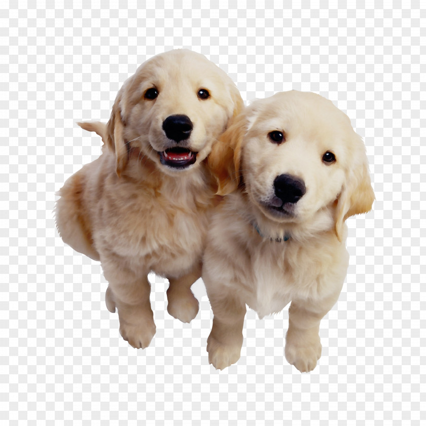 Golden Retriever Labrador Puppy Dogo Argentino Samoyed PNG