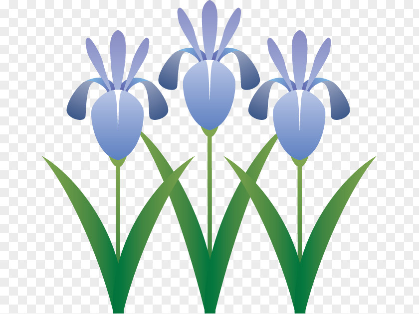 Spring Flower 1 Clip Art Illustration Japanese Iris Royalty-free PNG