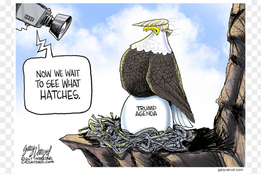 United States Cartoonist Editorial Cartoon Presidency Of Donald Trump PNG