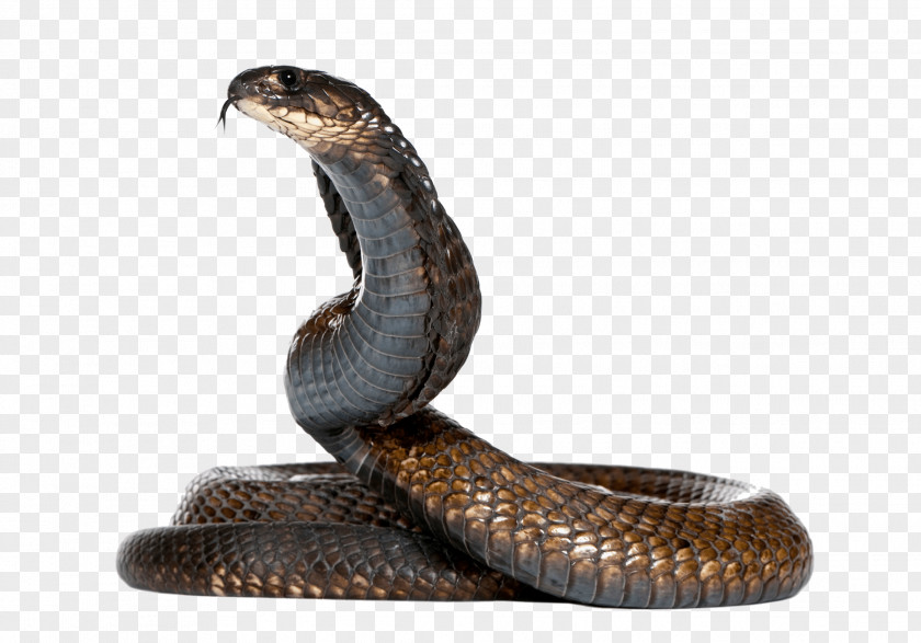 Cobra Snake Image Egyptian King Monocled PNG