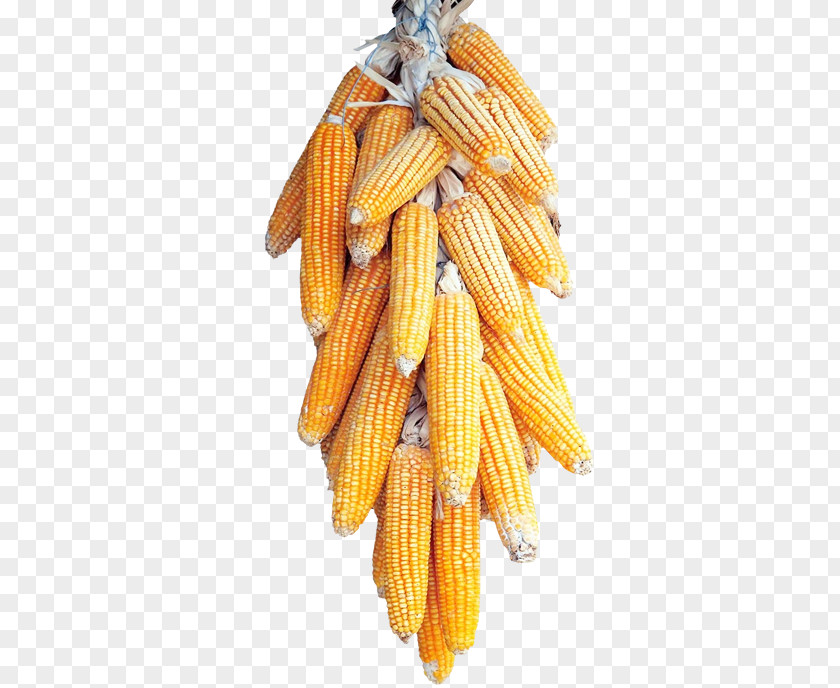 Corn On The Cob Maize Cereal PNG