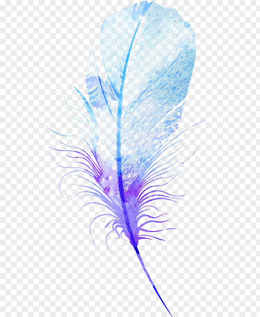 Feather Euclidean Vector PNG