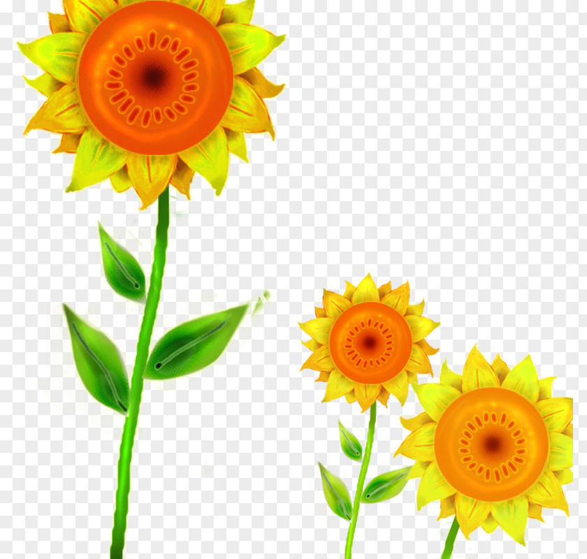 Sunflower Common Download Transvaal Daisy Cut Flowers PNG