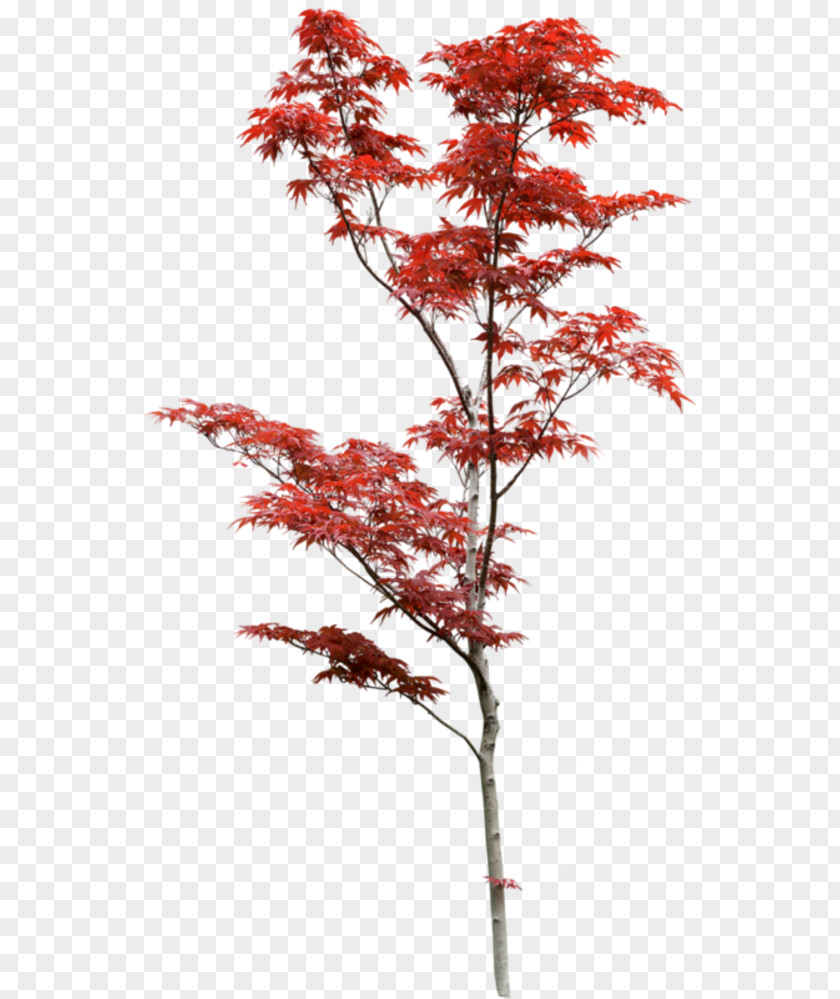 Tree Acer Japonicum Japan Clip Art PNG