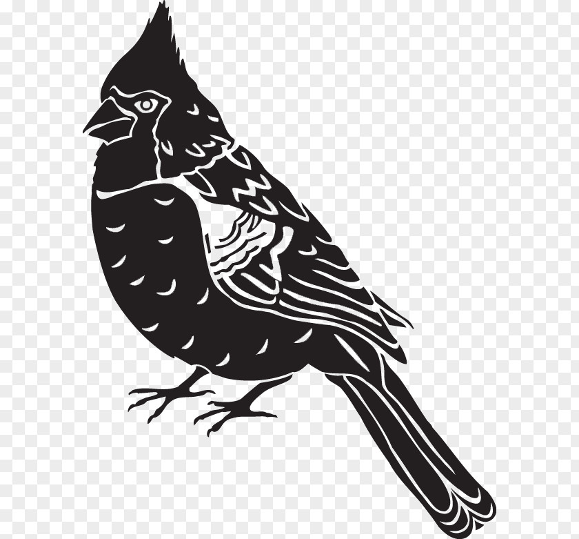 Bird Photography Sticker Clip Art PNG