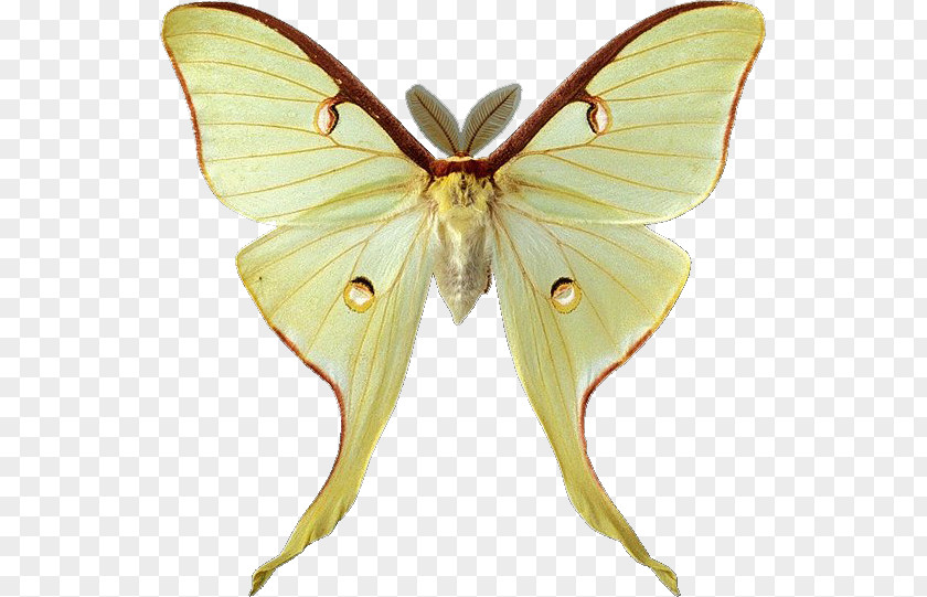 Butterfly Luna Moth Clip Art PNG