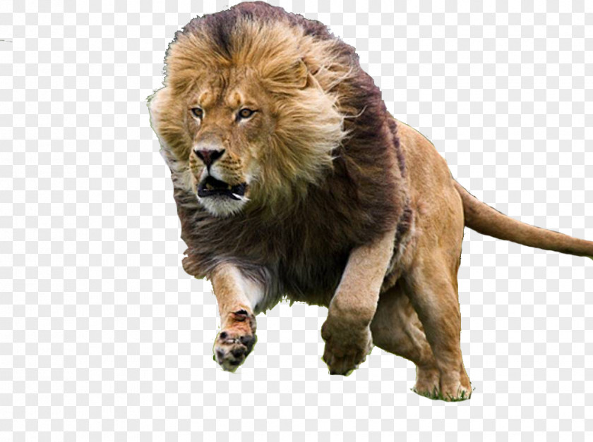 Cat Big Felidae Asiatic Lion Black Panther PNG