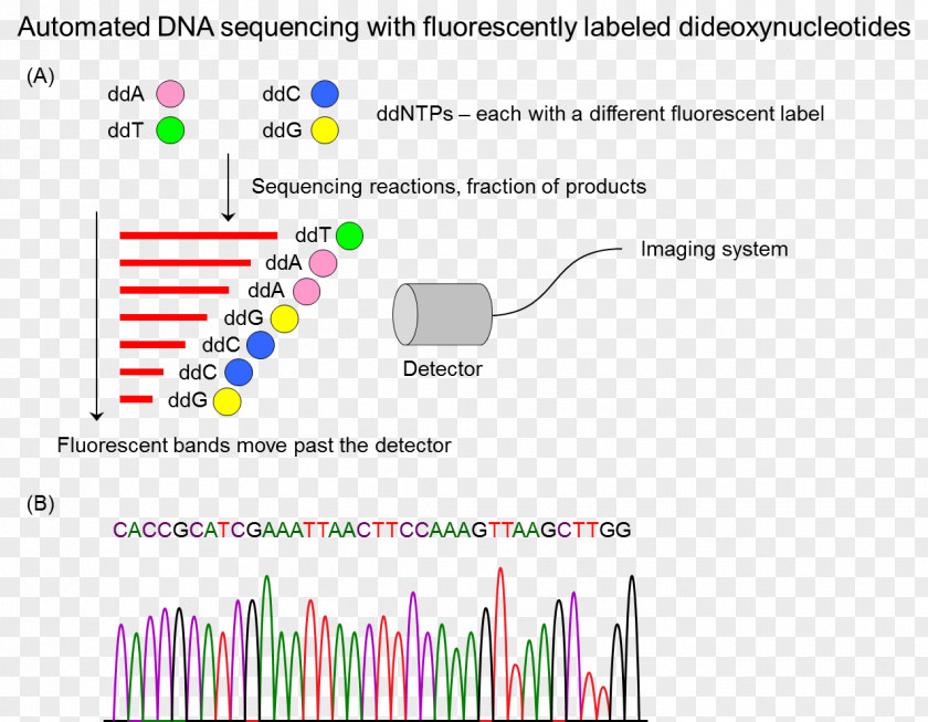 DNA Sequencing Sequence Analysis Molecular Biology PNG