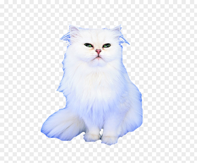 Kitten Persian Cat Asian Semi-longhair Whiskers Domestic Short-haired PNG