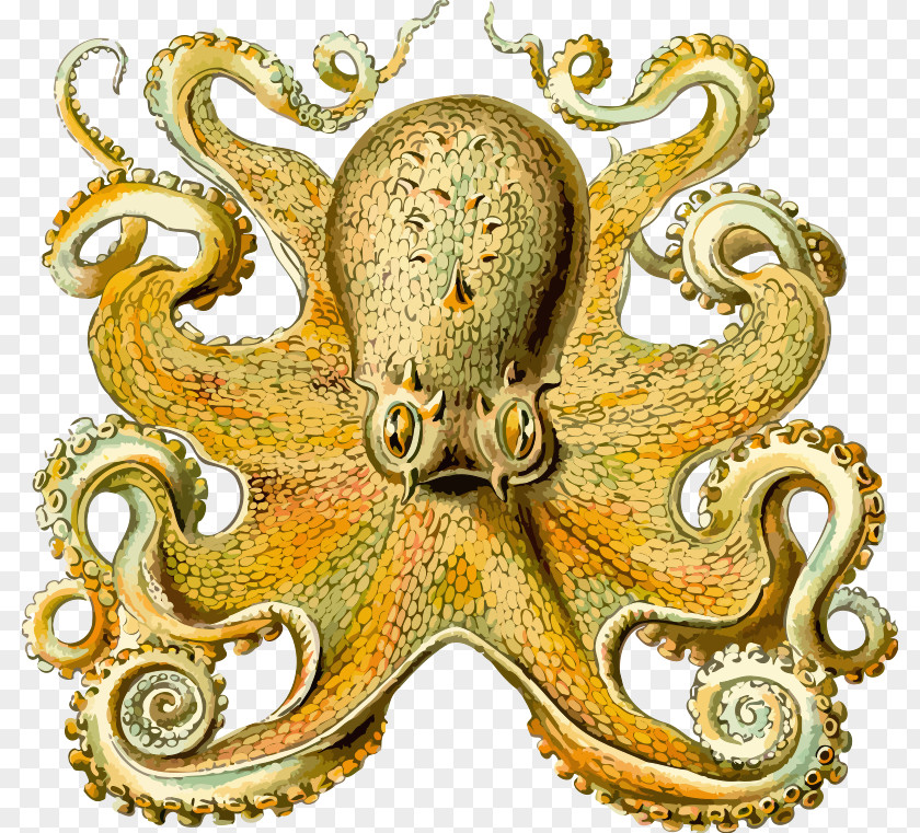 Octo Cliparts Other Minds: The Octopus And Evolution Of Intelligent Life Origin Consciousness In Breakdown Bicameral Mind Sea Cephalopod PNG