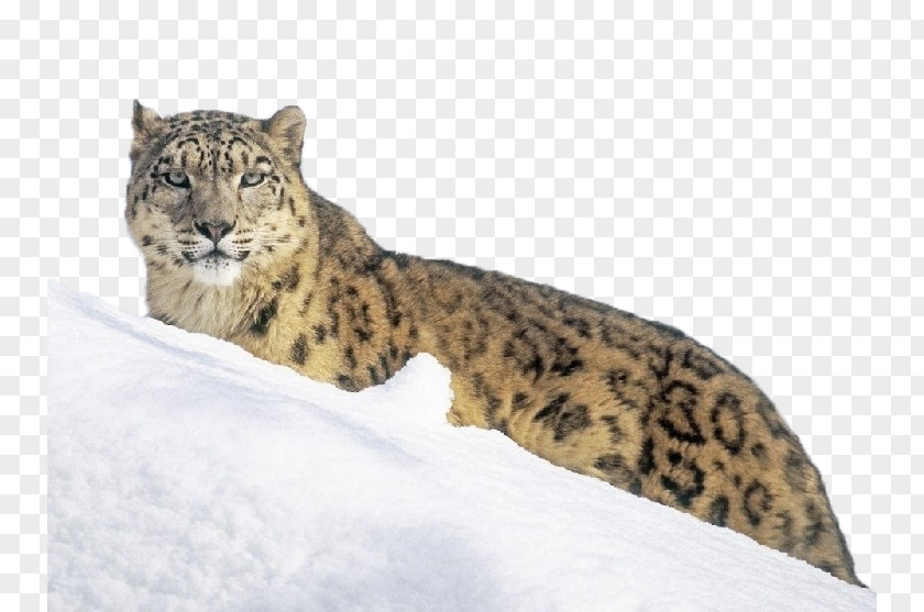 Snow Leopard On The Tiger Wallpaper PNG