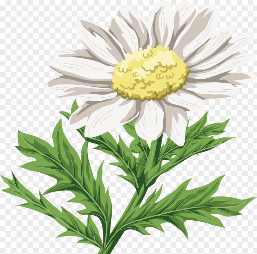 Camomile Chrysanthemum Indicum Flower Oxeye Daisy PNG