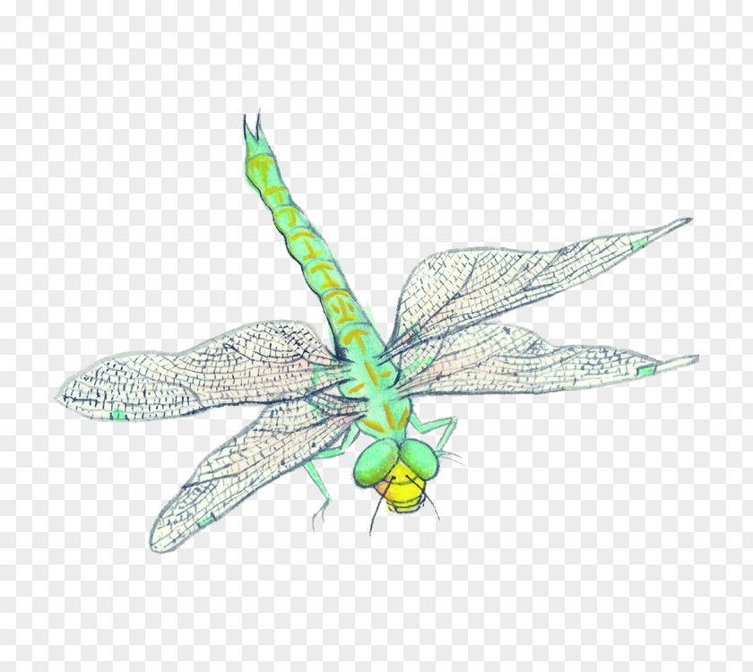Dragonflies Insect Image Art Design PNG