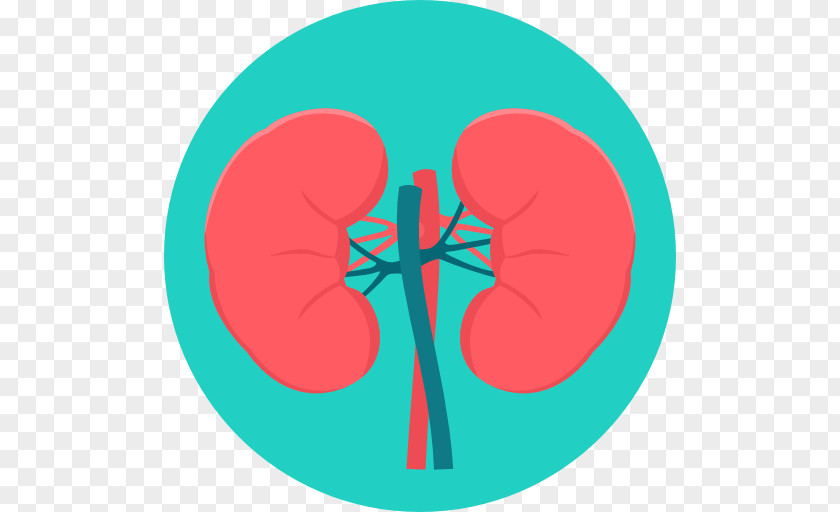 Kidney Excretory System Surgery Medicine Urology PNG