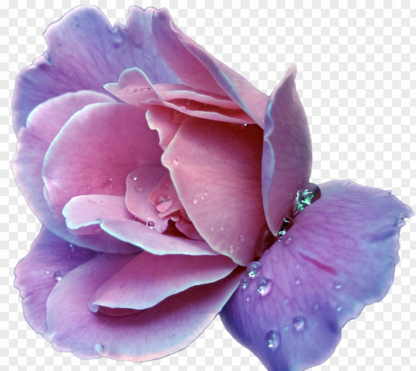 Lavender Flower Purple Rose Clip Art PNG