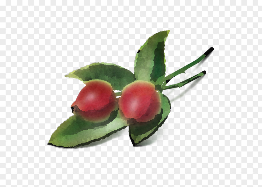 Rose Hip Holly PNG