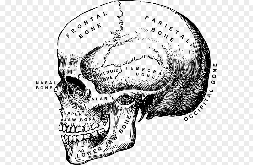 Skull Side Human Skeleton Anatomy Clip Art PNG