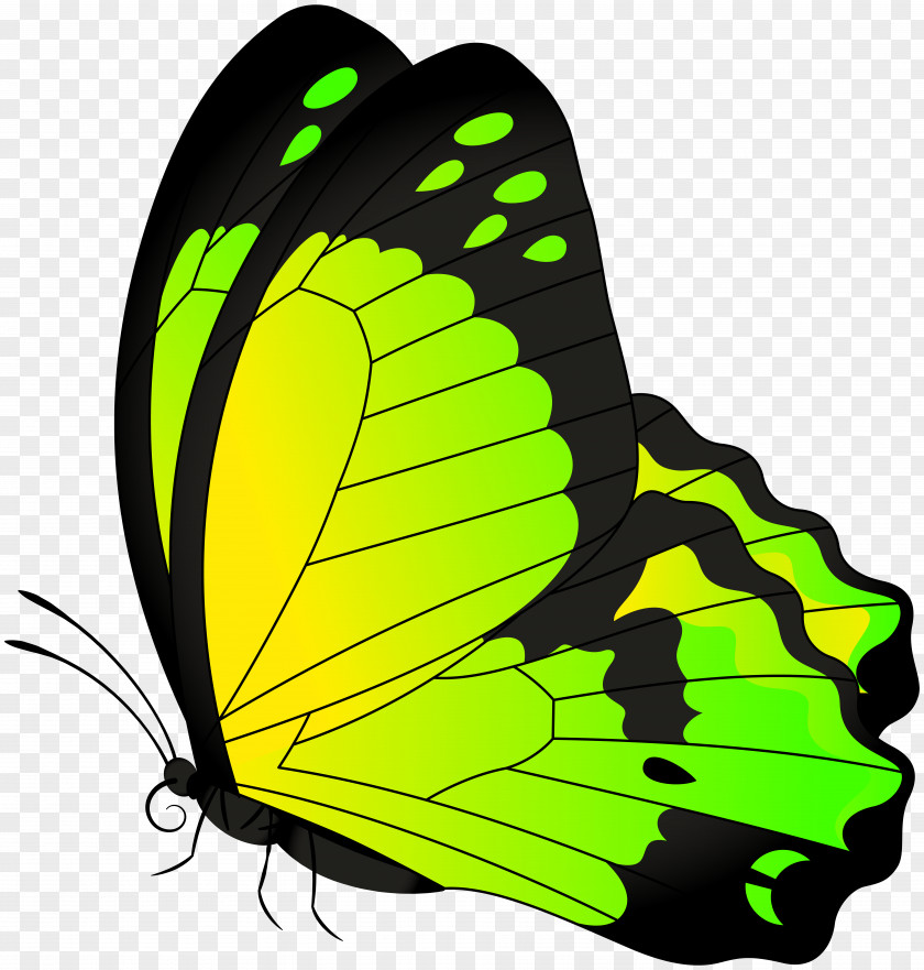 Butterfly Yellow Green Transparent Clip Art Image PNG