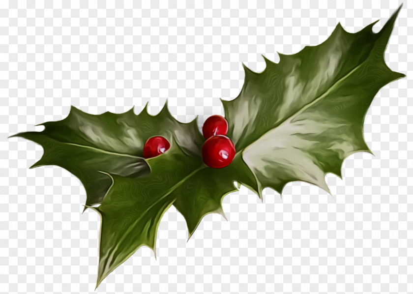 Hawthorn Plane Holly PNG