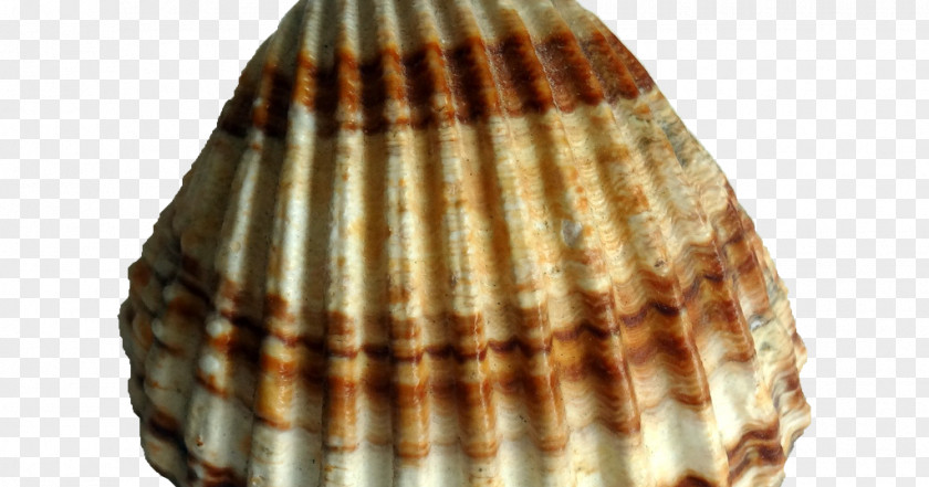 Pablo Neruda Rough Cockle Light Acanthocardia Sea PNG