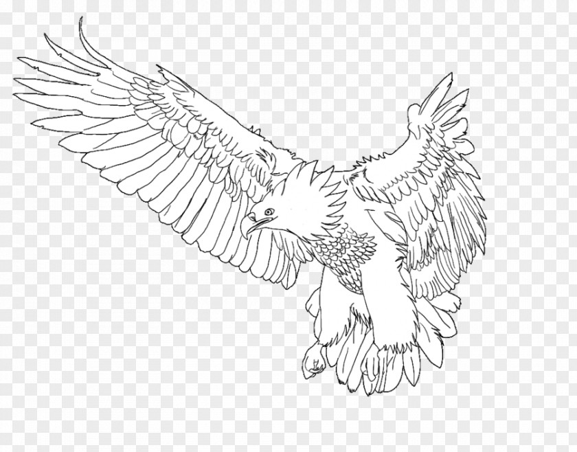 Phoenix Bird Bald Eagle Chicken Beak Sketch PNG