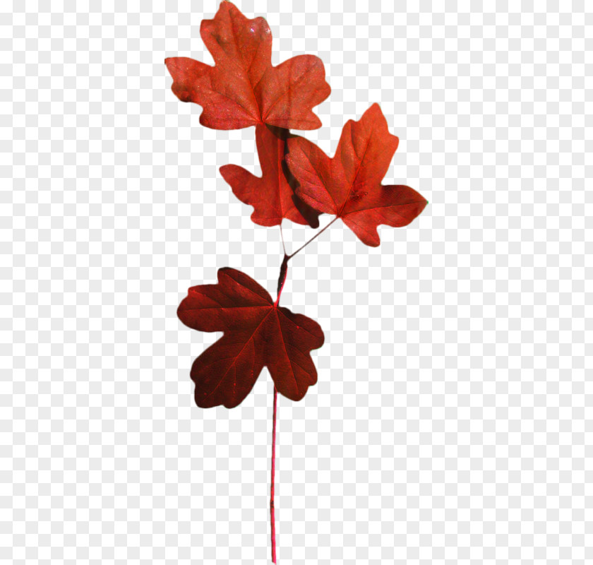 Plane Geranium Red Maple Tree PNG