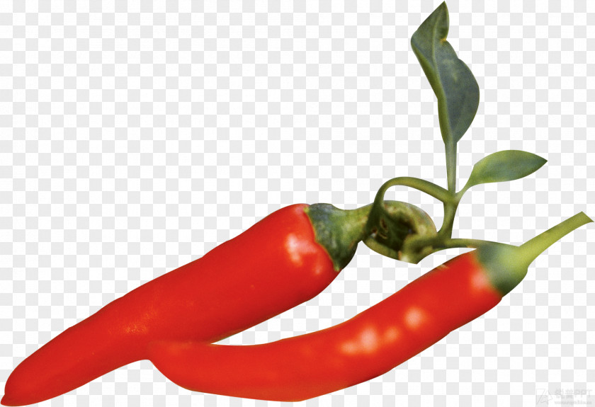 Bird's Eye Chili Bell Pepper Serrano Cayenne Tabasco PNG