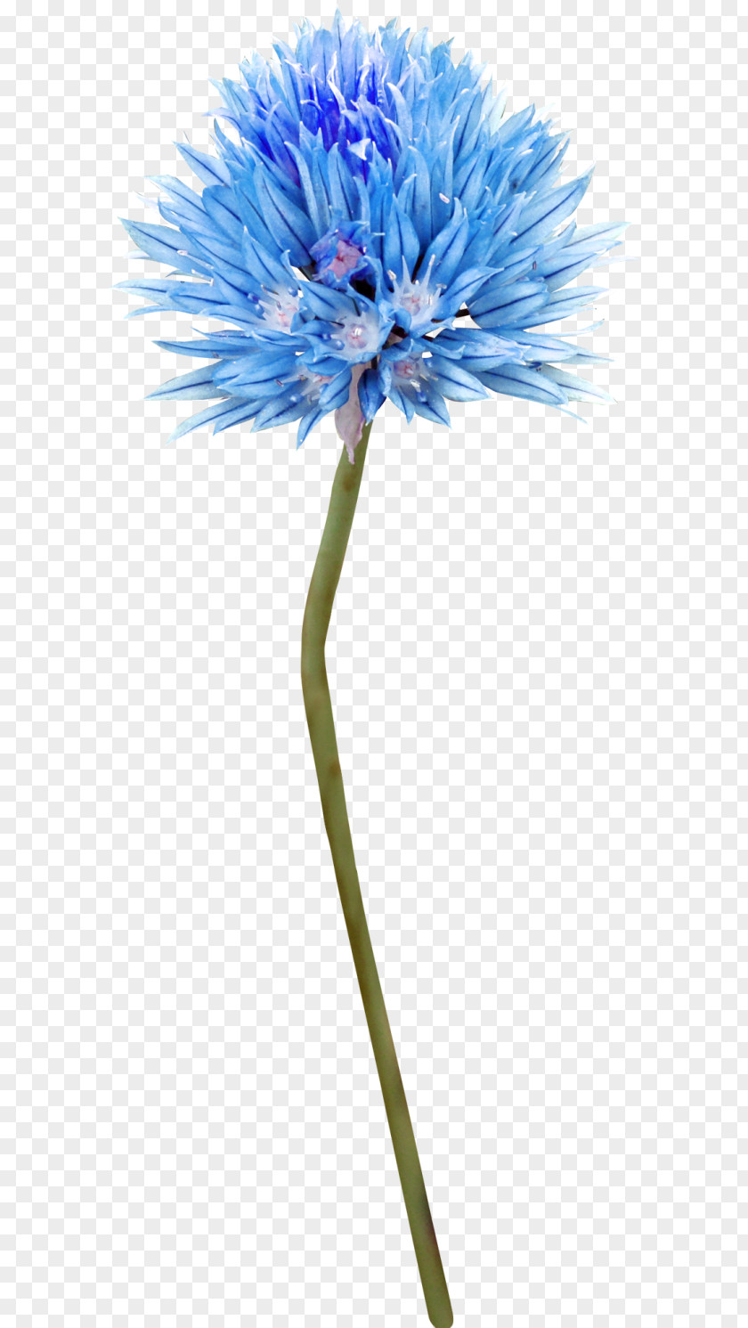 Floral Cut Flowers Blue Tattoo Plant Stem PNG