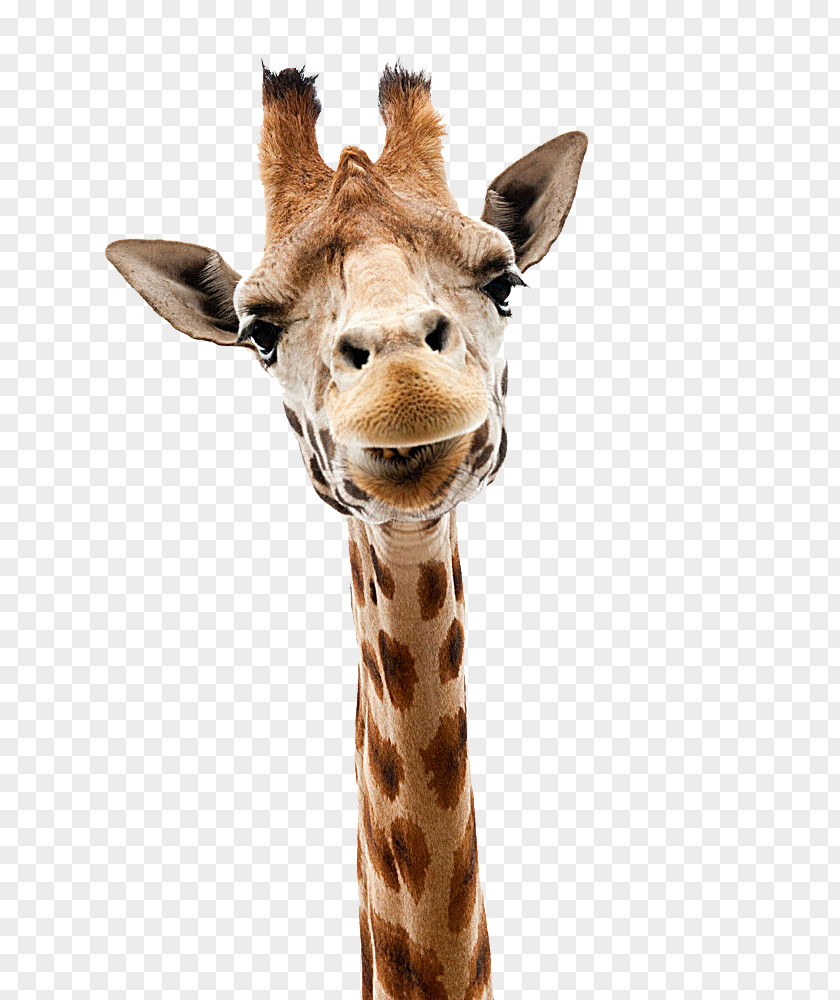 Giraffe Head Out Stock Photography Stock.xchng Royalty-free PNG