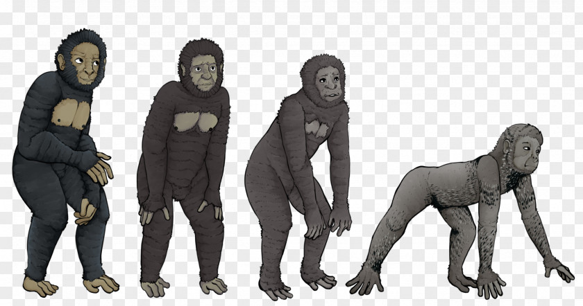 Gorilla Chimpanzee Primate Homo Sapiens Proconsul PNG