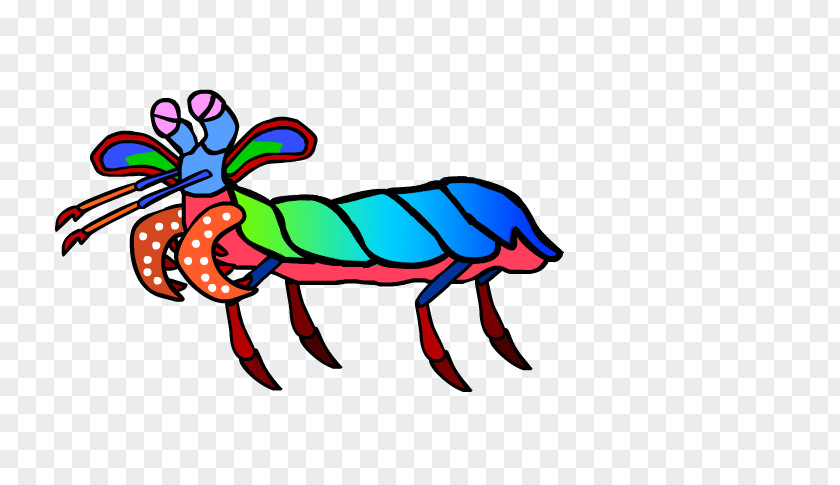 Insect Mantis Shrimp Odontodactylus Scyllarus Clip Art PNG