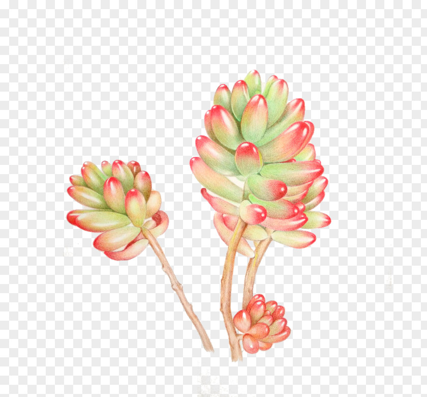 Plant Succulent Watercolor Painting PNG