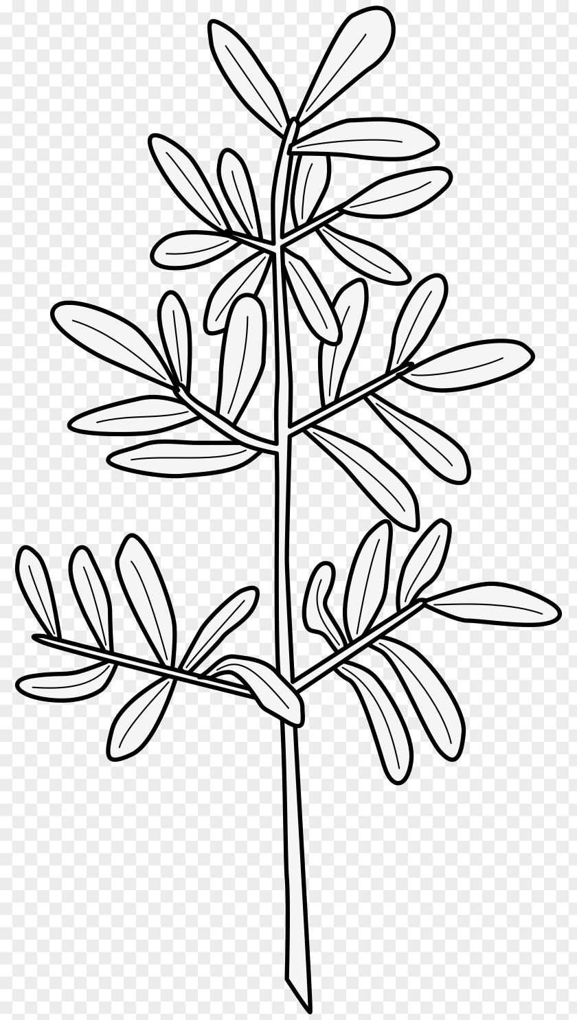 Plants Twig Medicinal Leaf Flower PNG