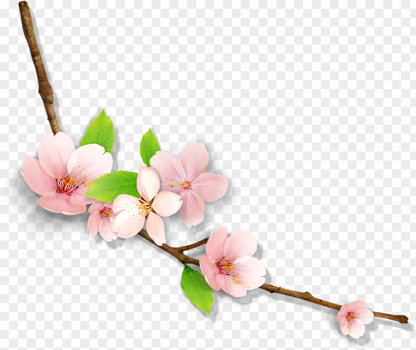 Pretty Beautiful Creative Vector Plum Branches Flower Icon PNG