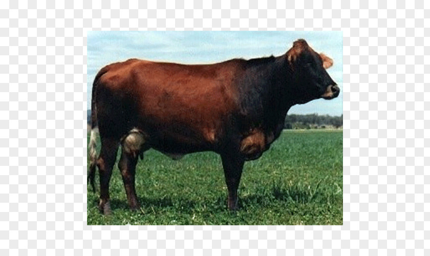 Sahiwal Cattle Holstein Friesian Jersey Ayrshire Guernsey PNG