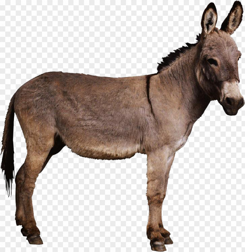 Brown Donkey Bethlehem Foal Colt Palm Sunday PNG
