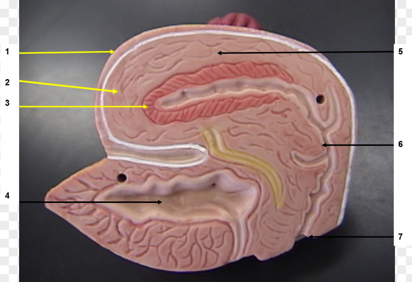 Jaw Mouth Bone PNG