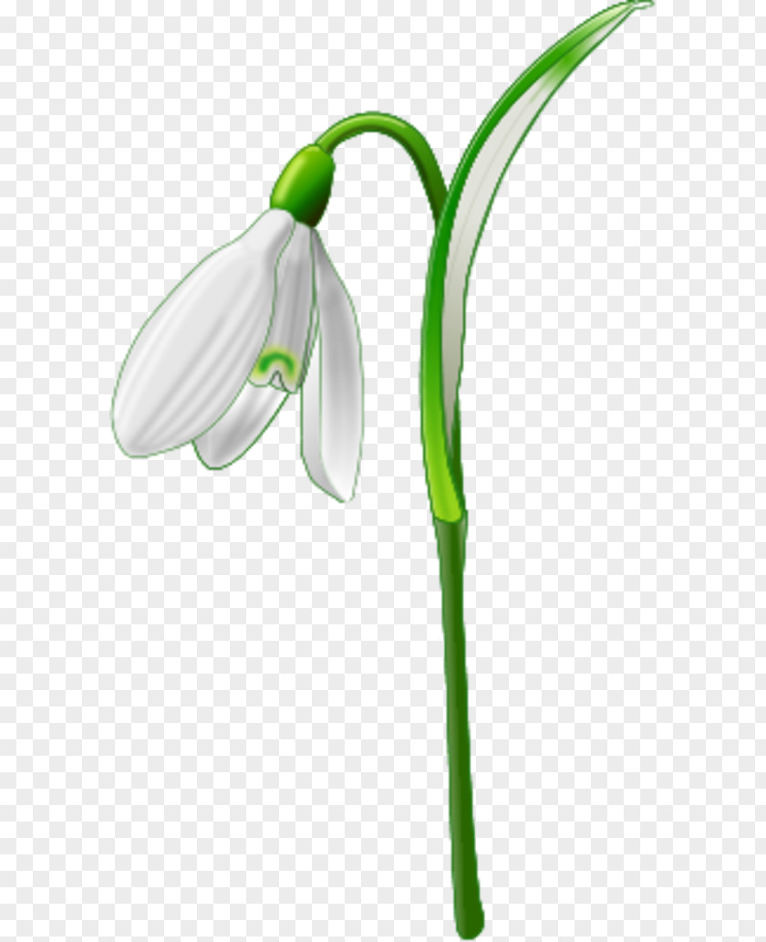 Simple Flower Outline Galanthus Nivalis Clip Art PNG