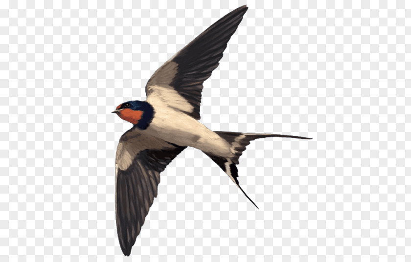 Barn Swallow Pharmaceutical Drug Animal Beak PNG