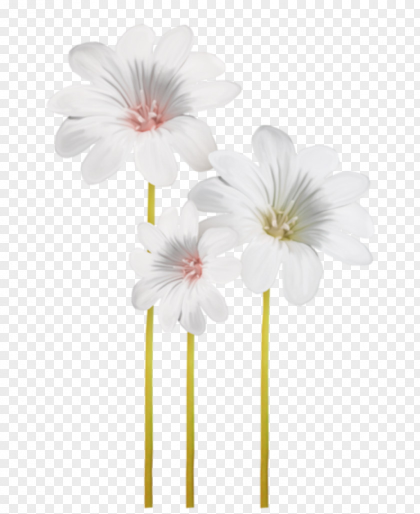 Cherry Blossom Plant Stem Background PNG