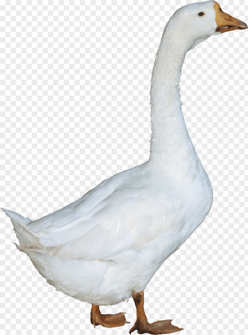 Duck Image Goose PNG