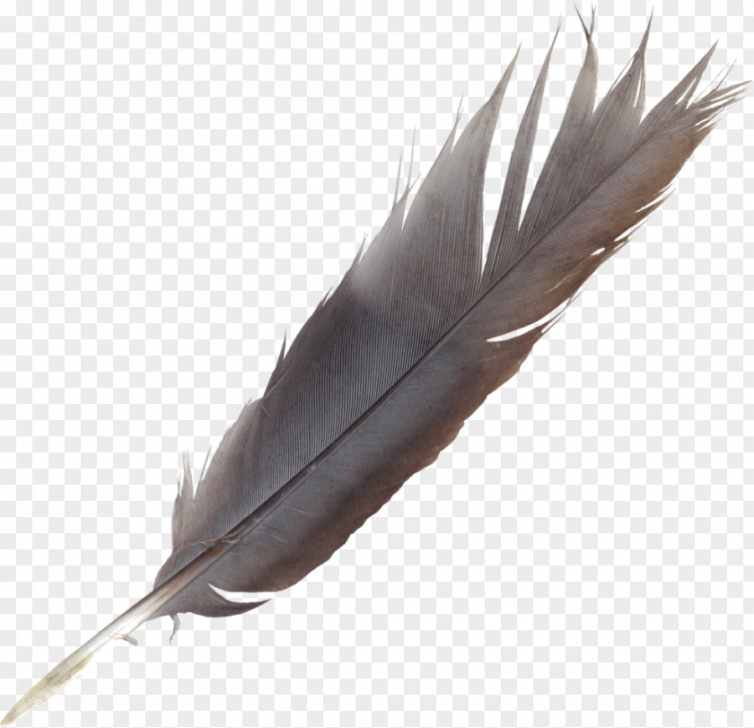 Feather Bird Quill Wing PNG